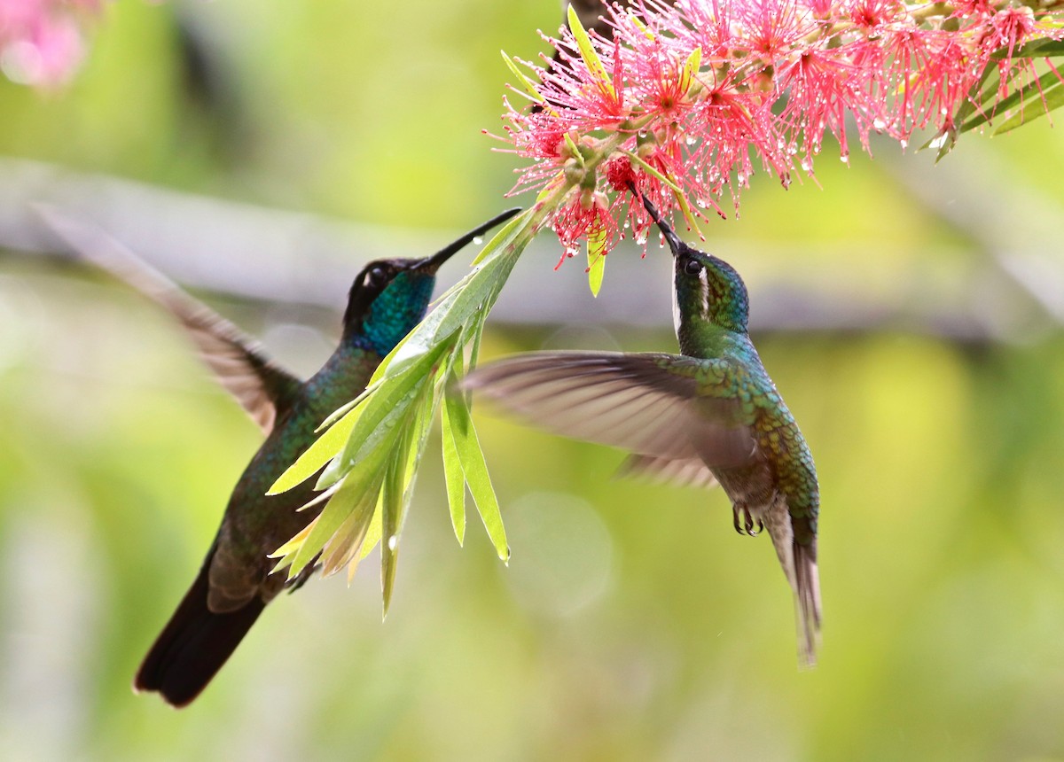 Talamanca Hummingbird - Charlie   Nims