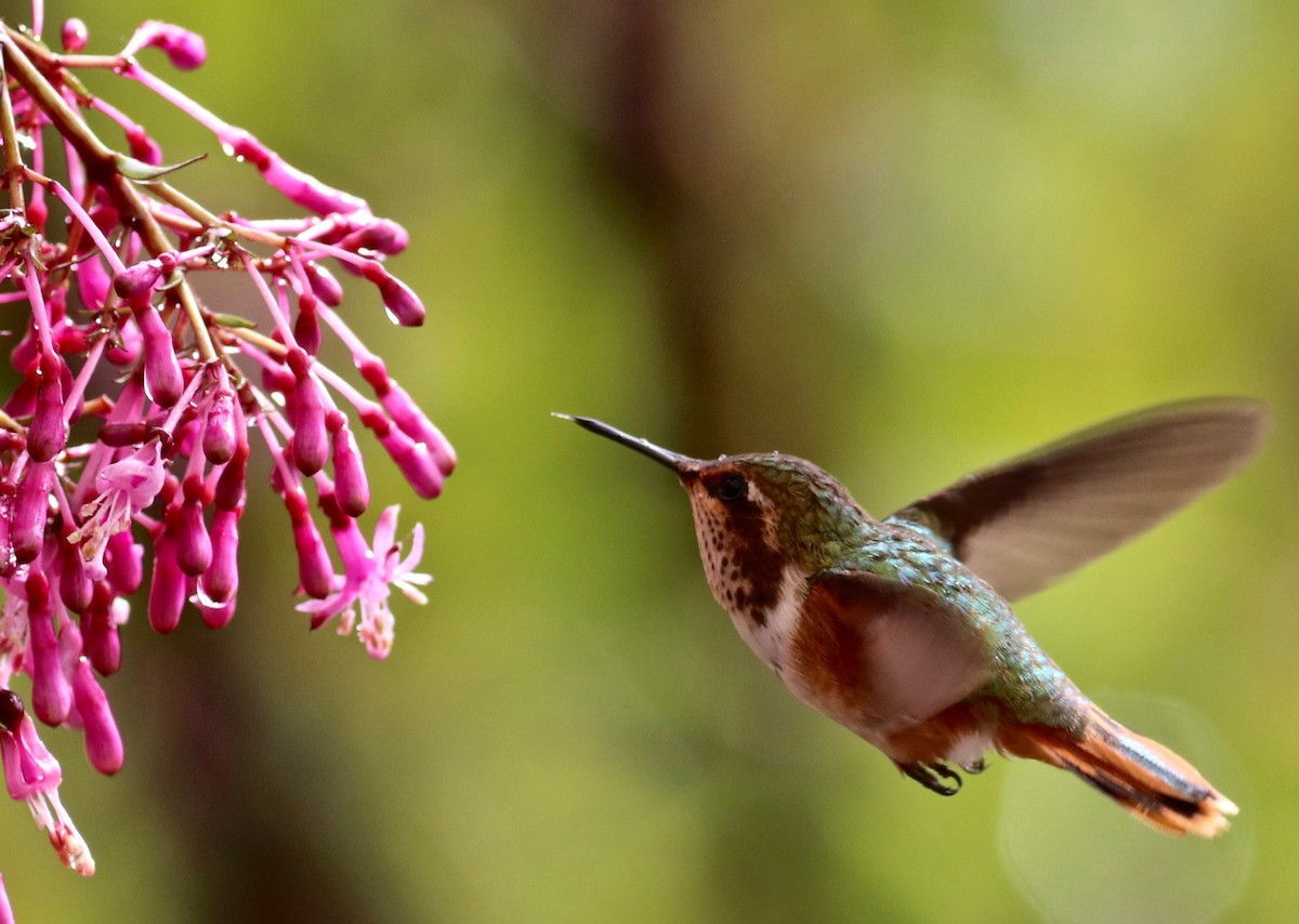 Scintillant Hummingbird - Charlie   Nims