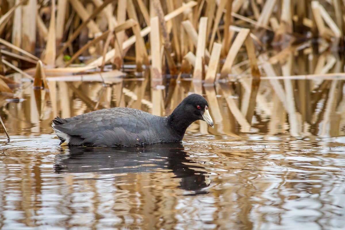 American Coot (Red-shielded) - Kyle Blaney