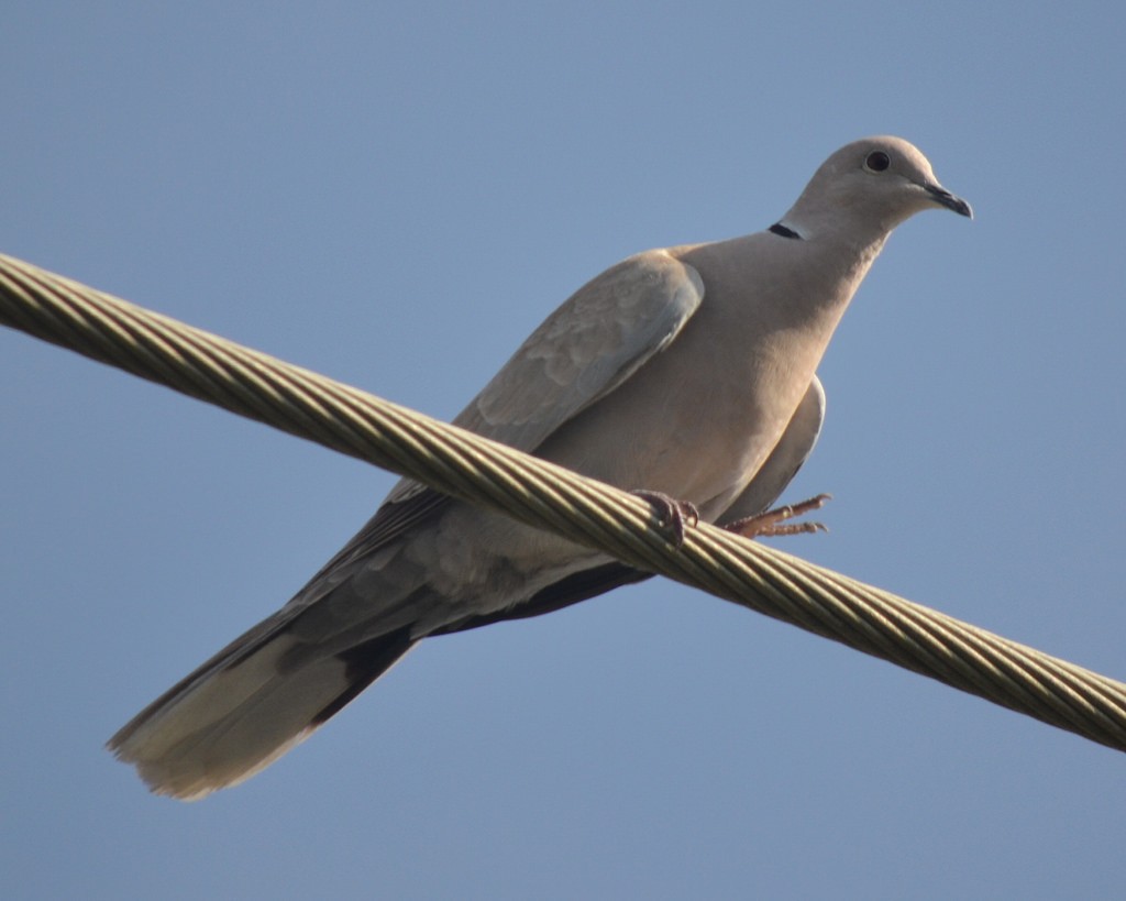 Eurasian Collared-Dove - Andrew Rapp