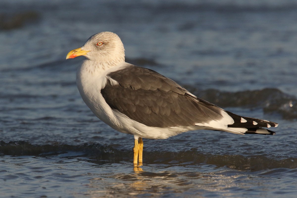 Lesser Black-backed Gull - Noah Strycker