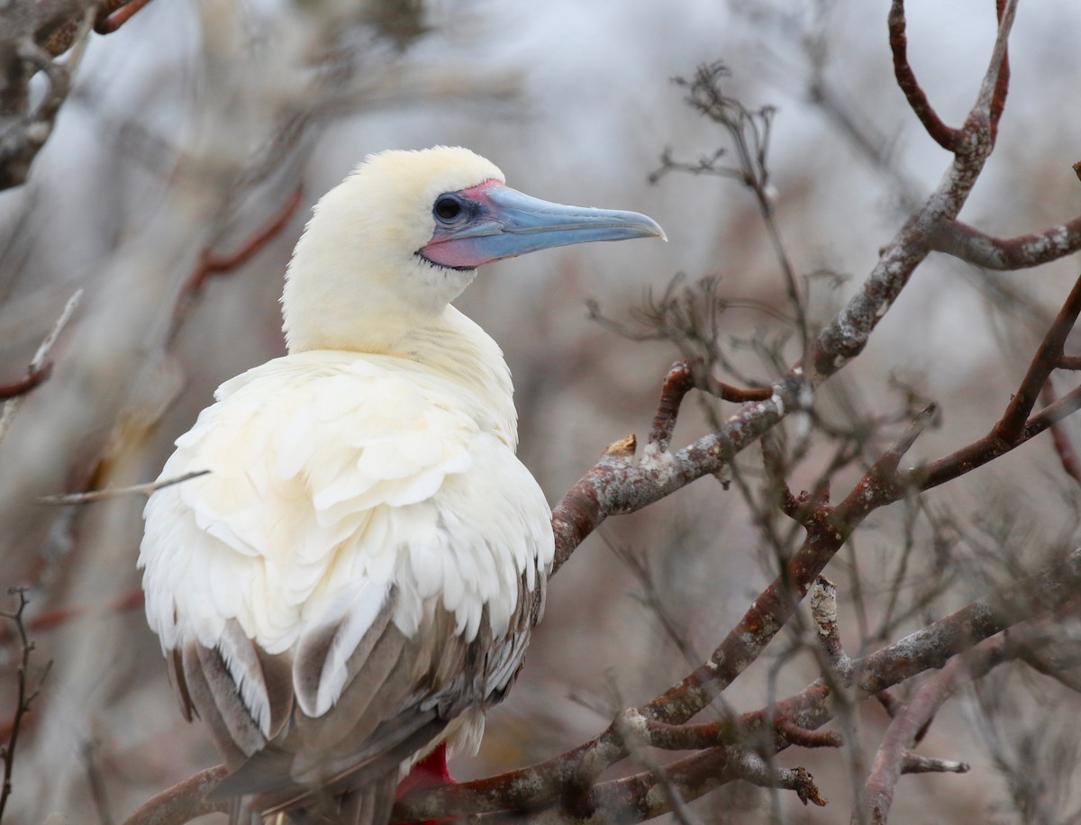 Red-footed Booby - ML84285171