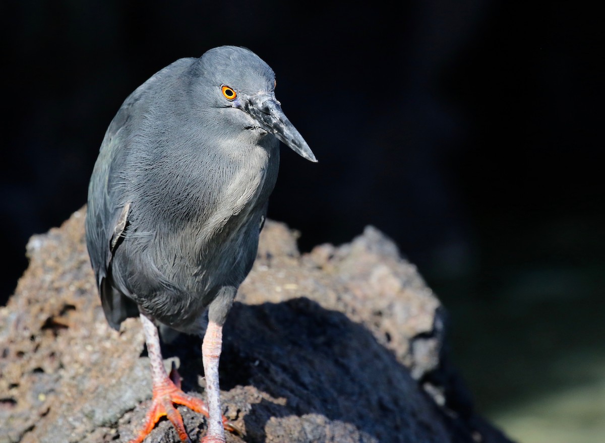 Striated Heron (Galapagos) - Jonah  Benningfield