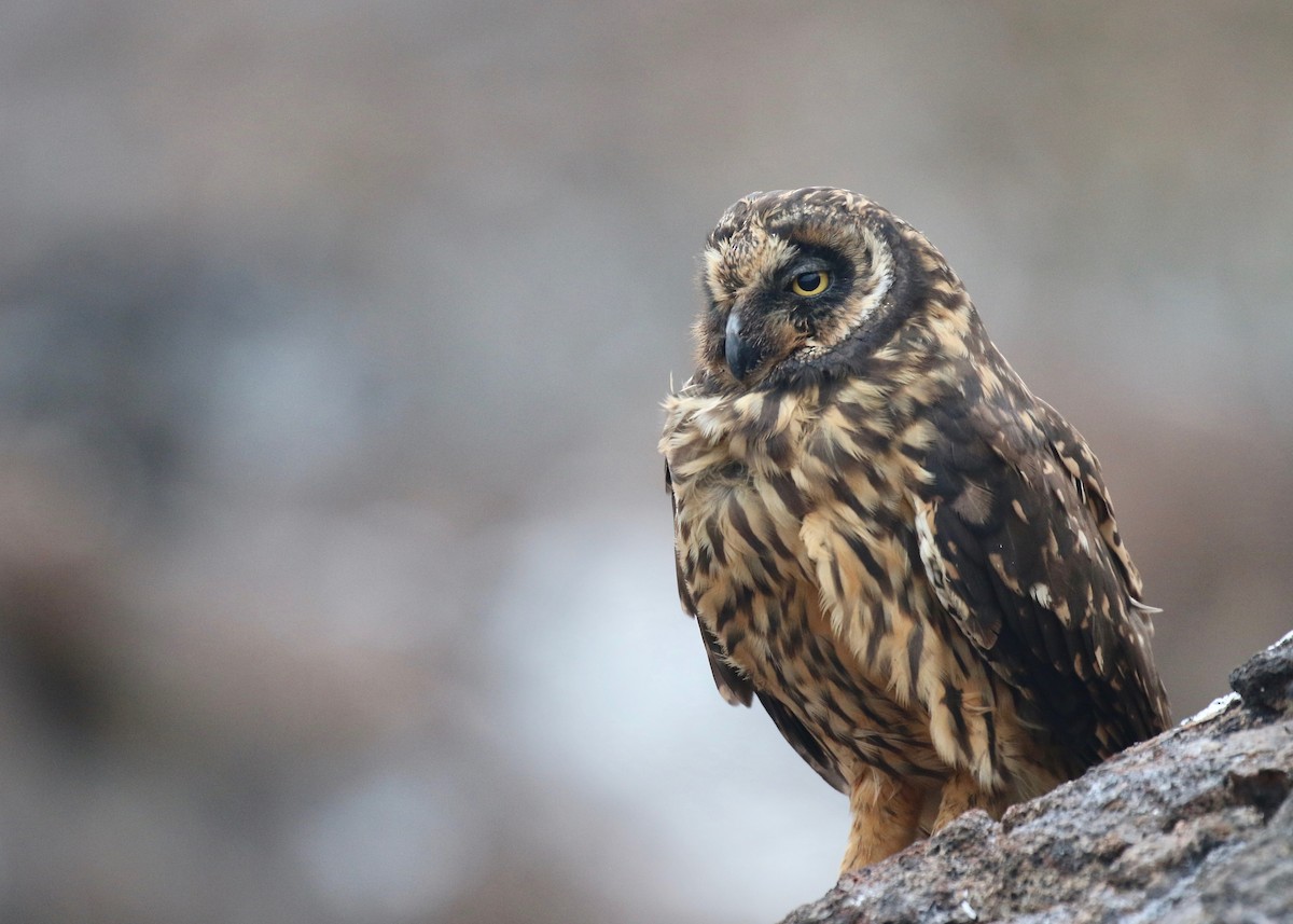Short-eared Owl (Galapagos) - Jonah  Benningfield