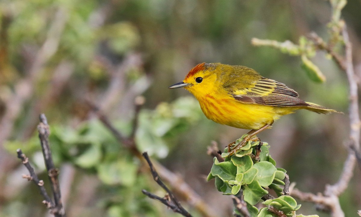 Yellow Warbler (Galapagos) - Jonah  Benningfield