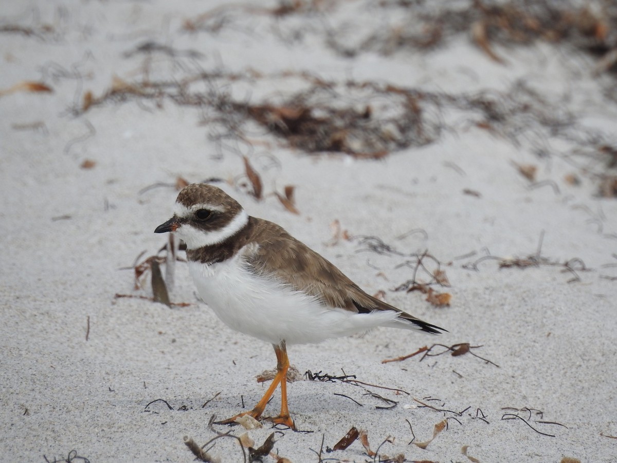 Semipalmated Plover - ML84285471