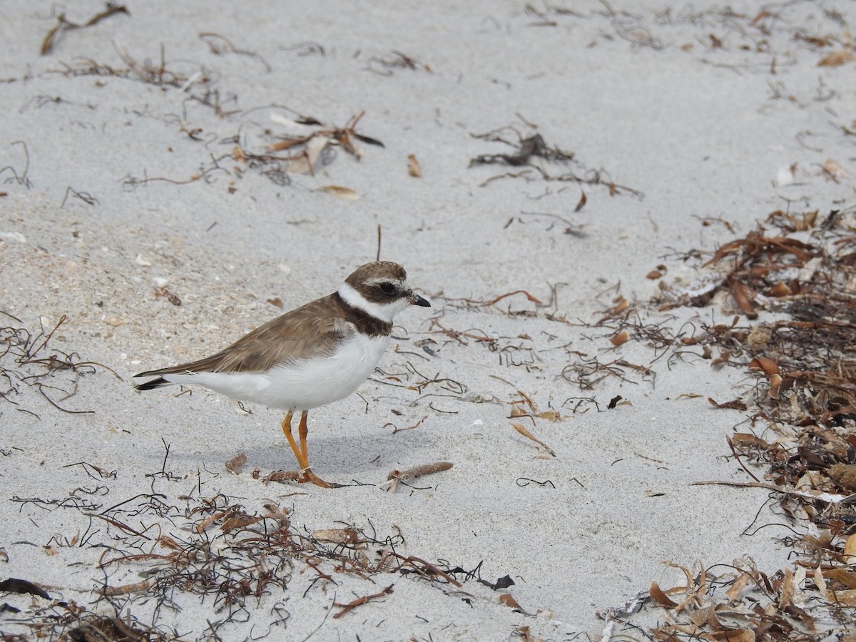 Semipalmated Plover - ML84285481