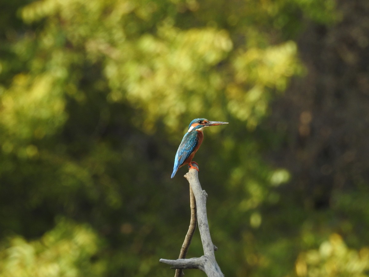 Common Kingfisher - Mittal Gala