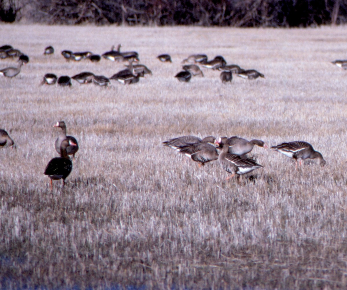 Greater White-fronted Goose - Jamie Simmons