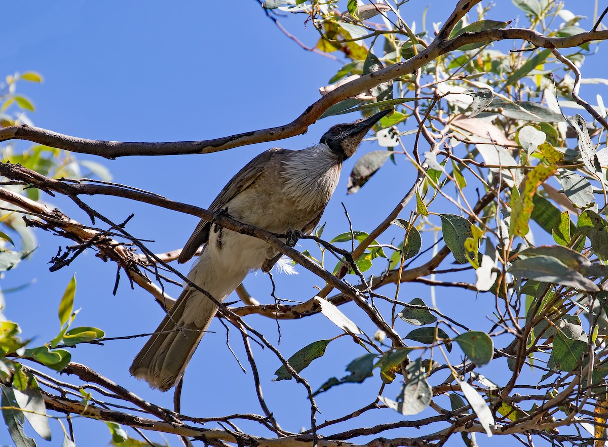 Noisy Friarbird - ML84291431