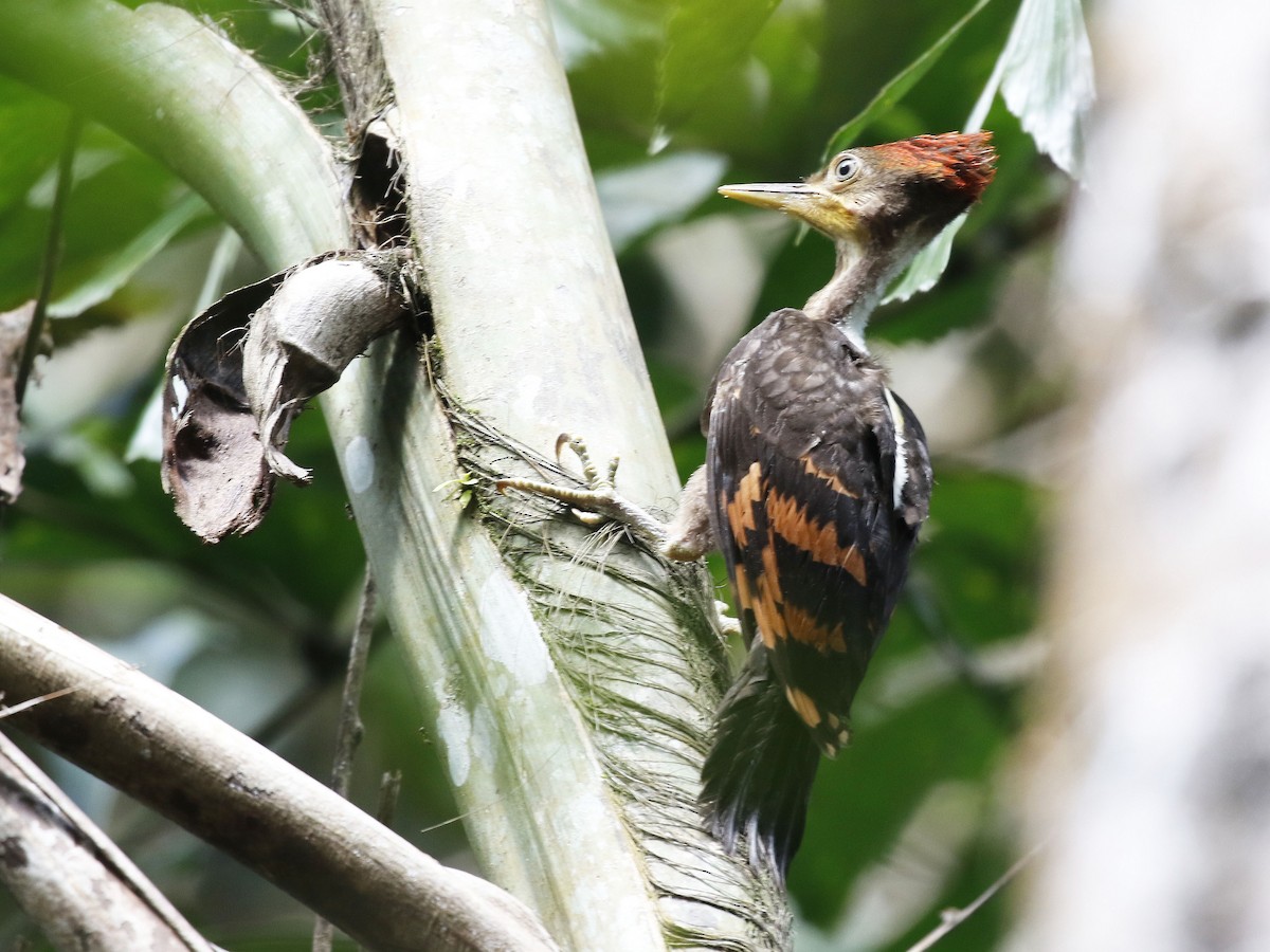 Orange-backed Woodpecker - ML84292701
