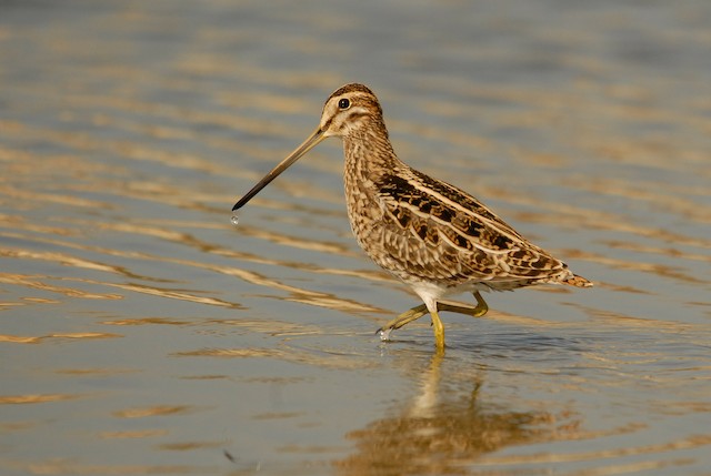 Common Snipe Ebird