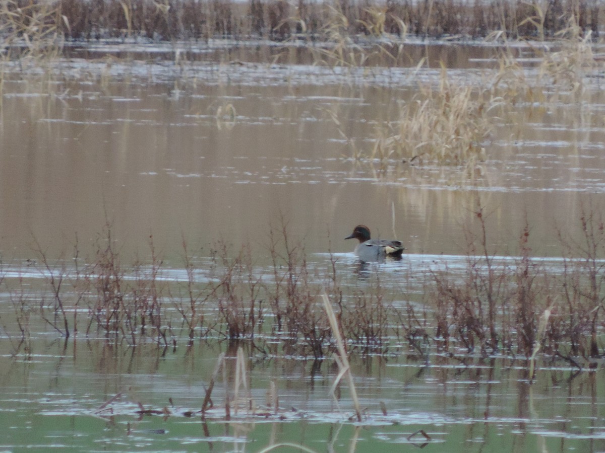 Green-winged Teal - ML84295111