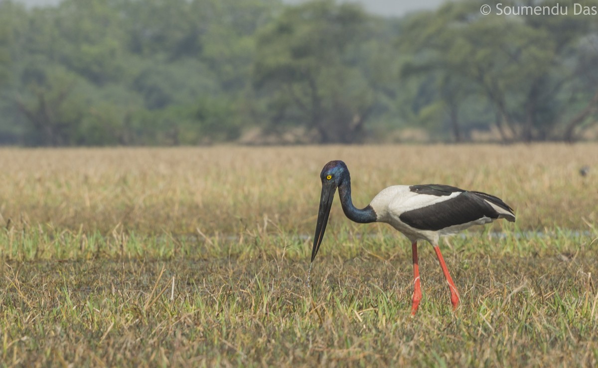 Black-necked Stork - Soumendu Das