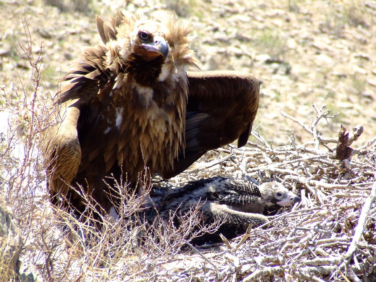 Cinereous Vulture - ML84297001
