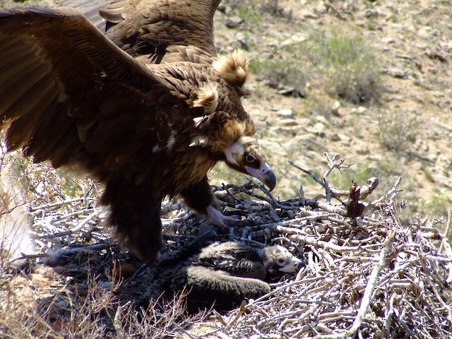 Adult and chick on nest. - Cinereous Vulture - 