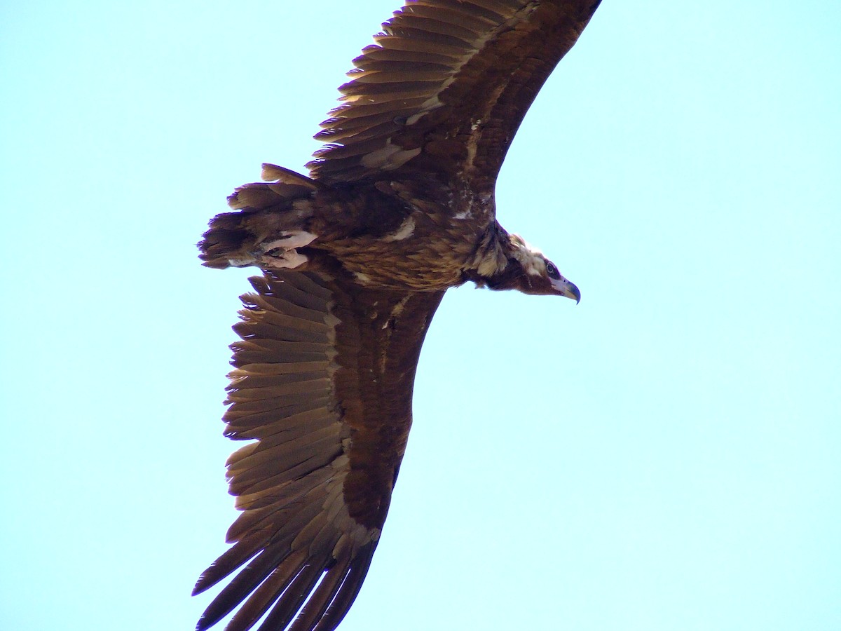 Cinereous Vulture - ML84297061