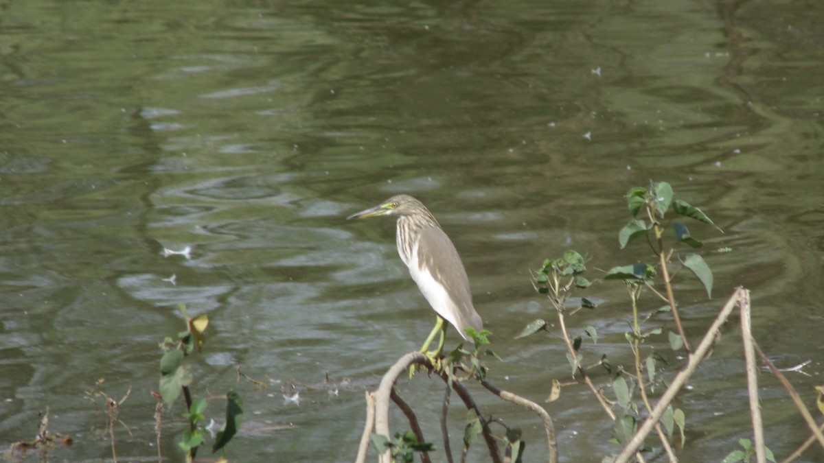 Indian Pond-Heron - ML84297871