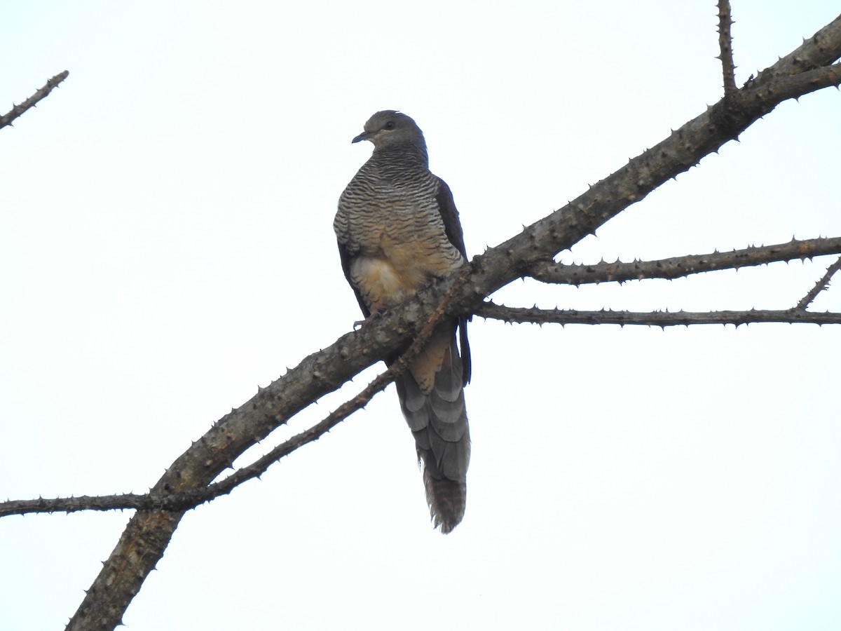Barred Cuckoo-Dove - ML84300741