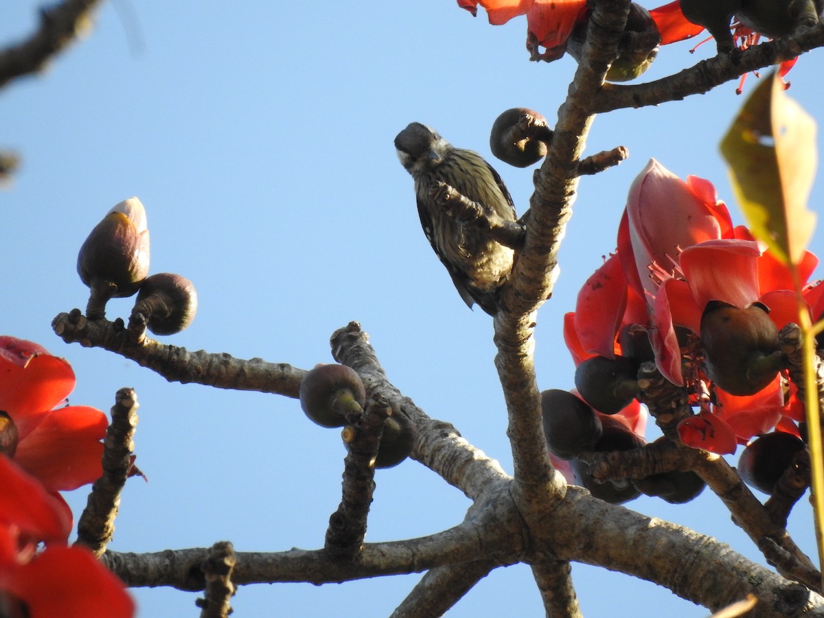 Gray-capped Pygmy Woodpecker - ML84301331