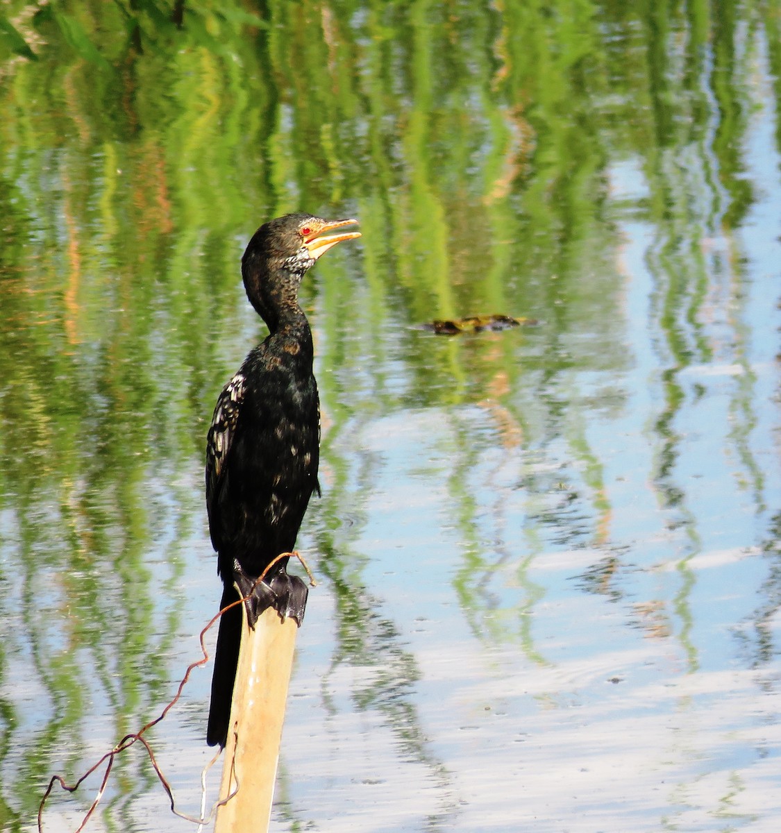 Long-tailed Cormorant - Zlatan Celebic