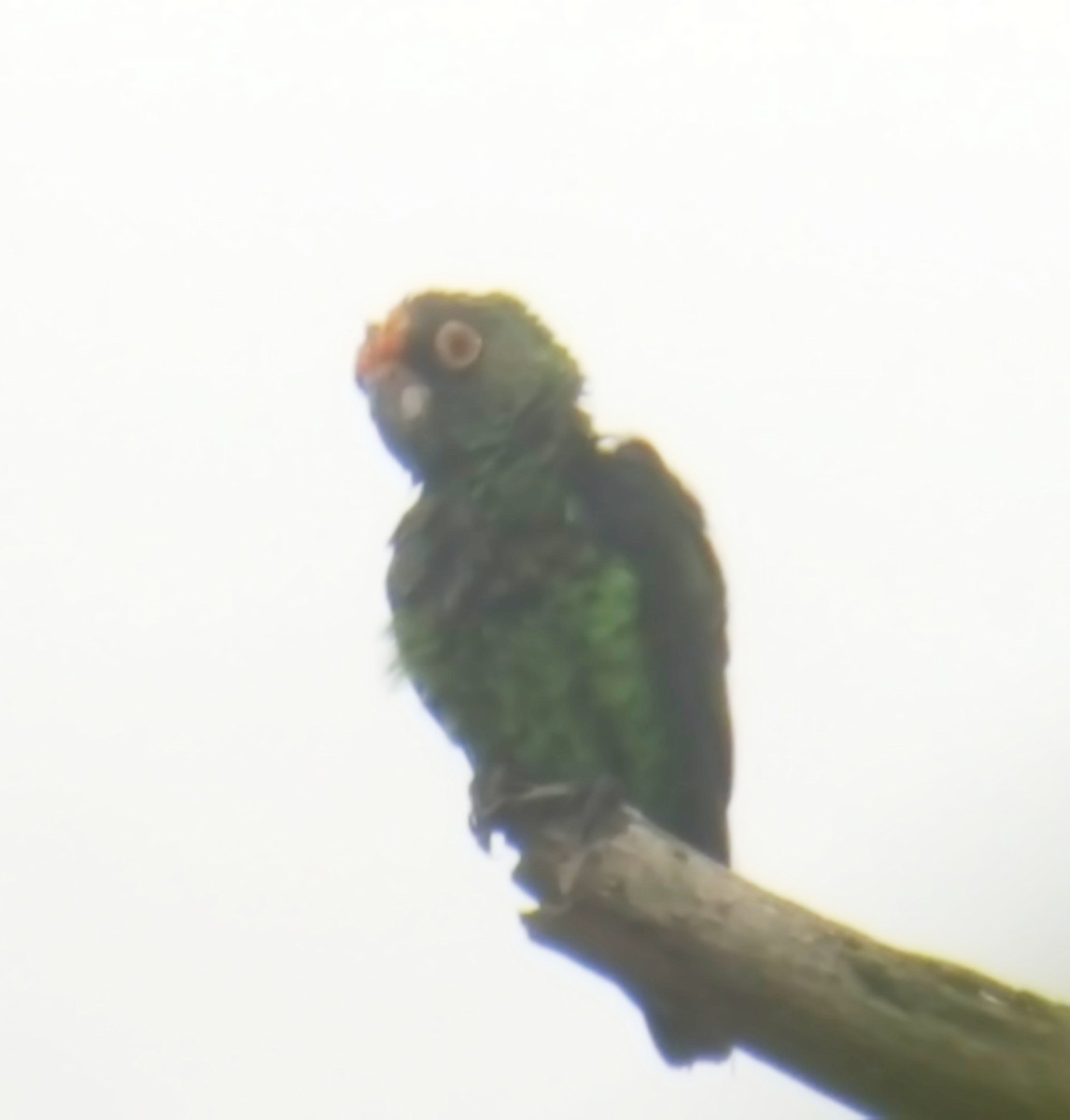 Red-fronted Parrot - Daniel Casey