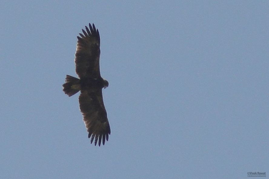 Greater Spotted Eagle - Vivek Rawat