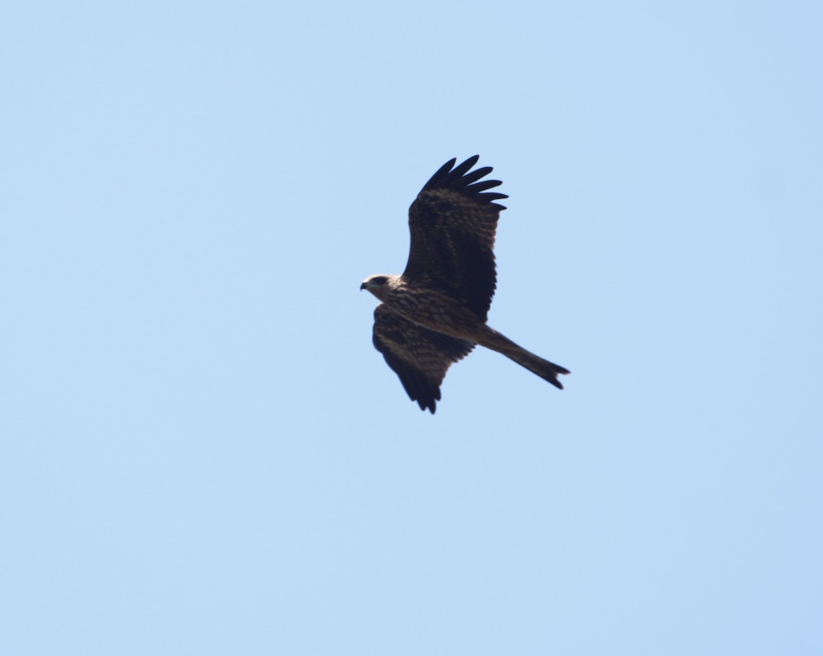 Black Kite - Raghavendra  Pai