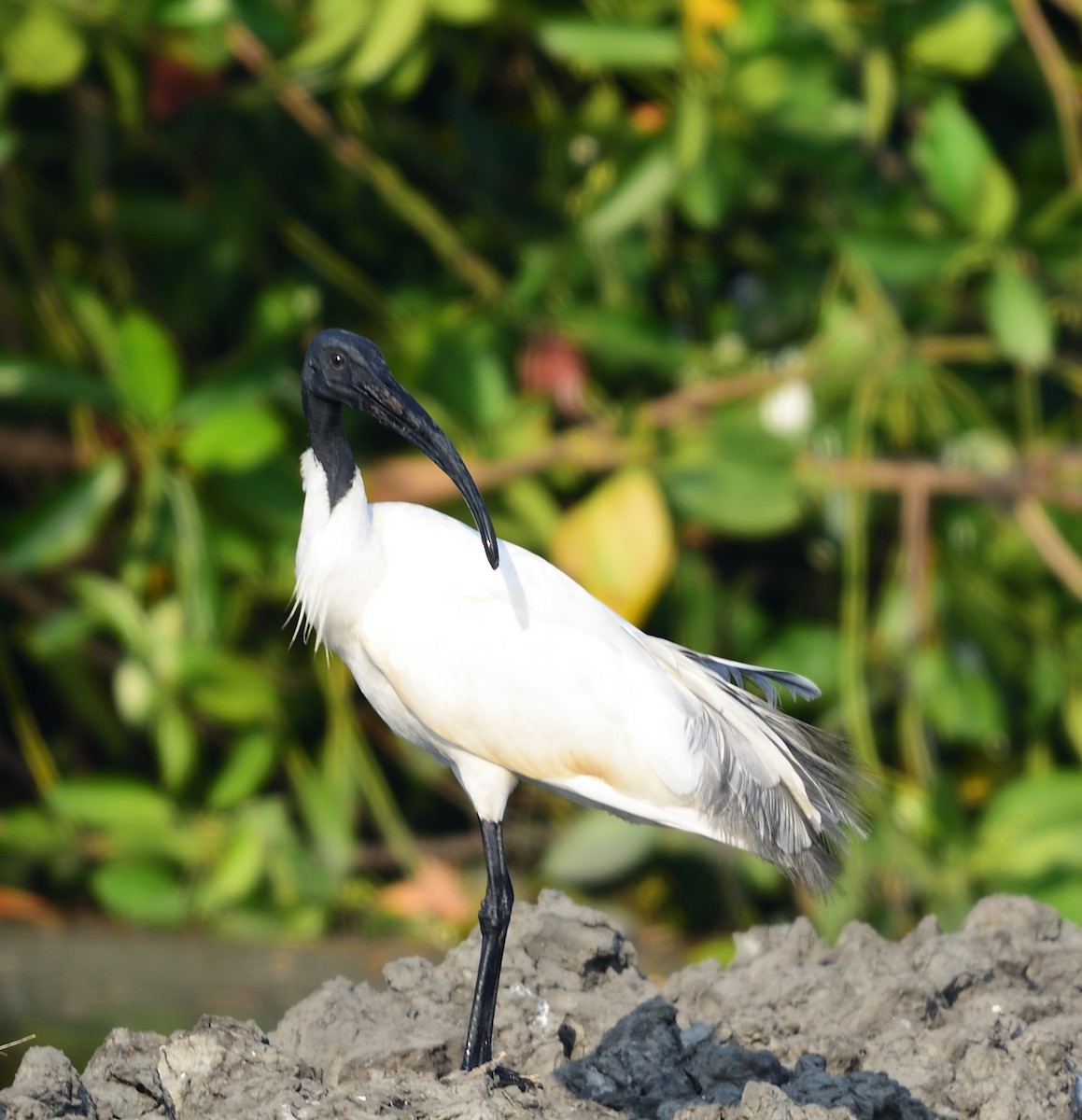 ibis černohlavý - ML84318491