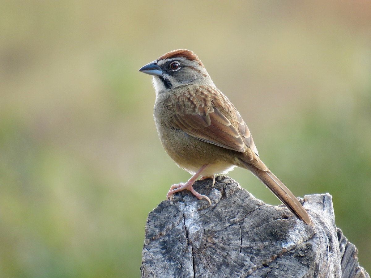 Rusty Sparrow - John van Dort