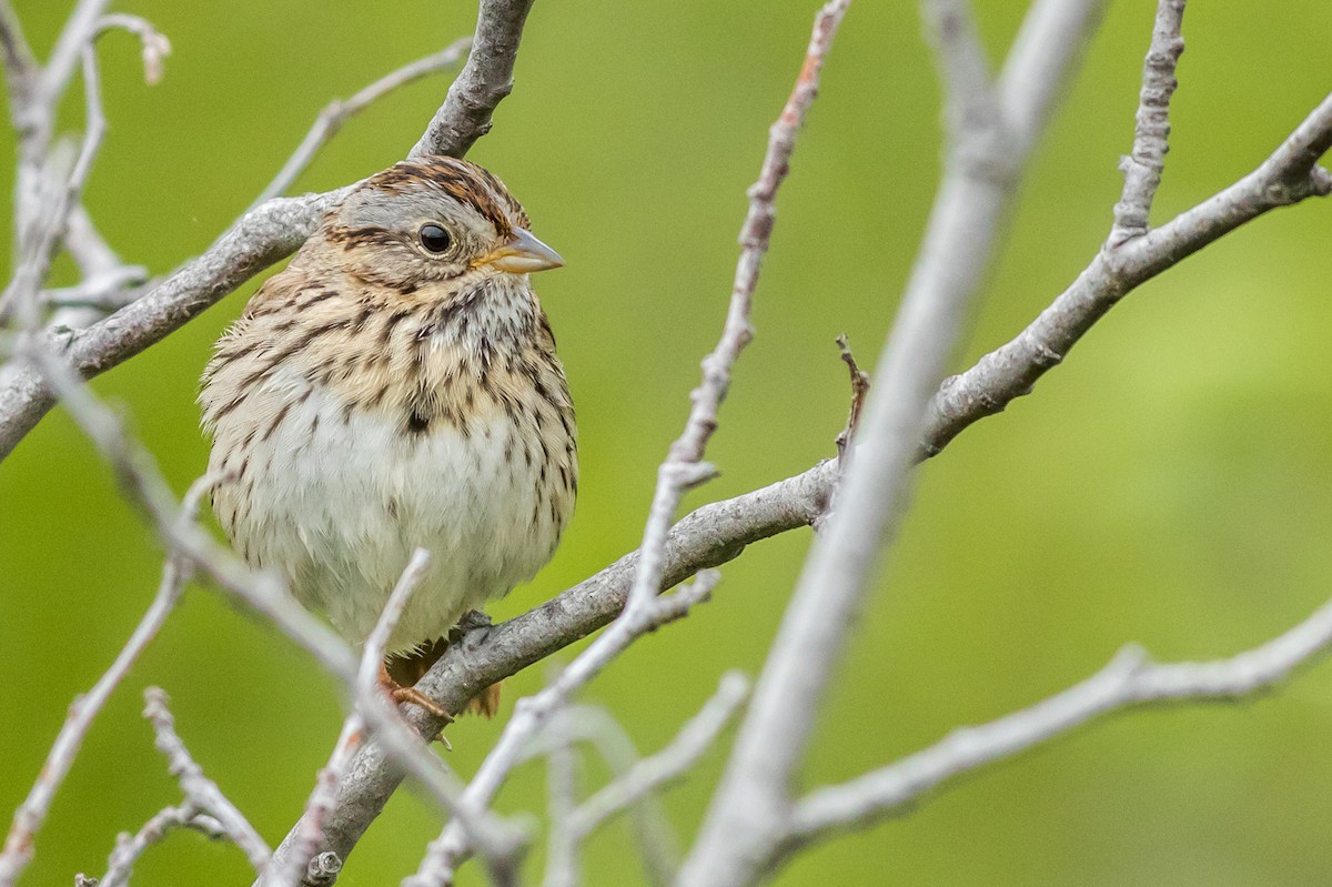 Lincoln's Sparrow - Kyle Blaney
