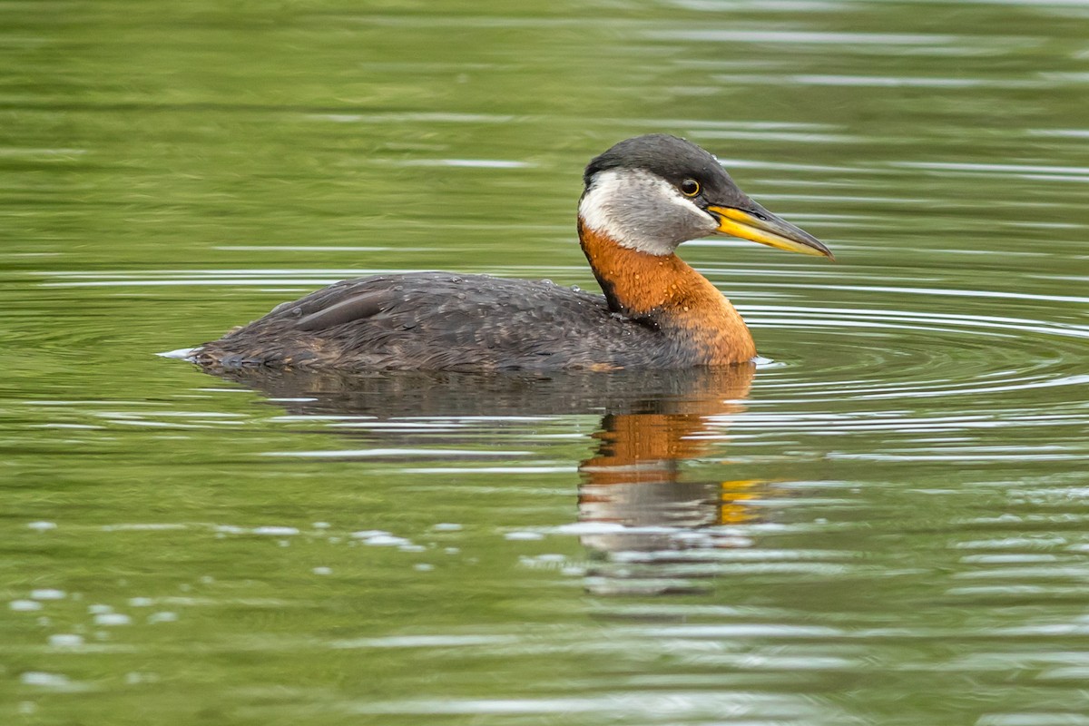 Red-necked Grebe - Kyle Blaney