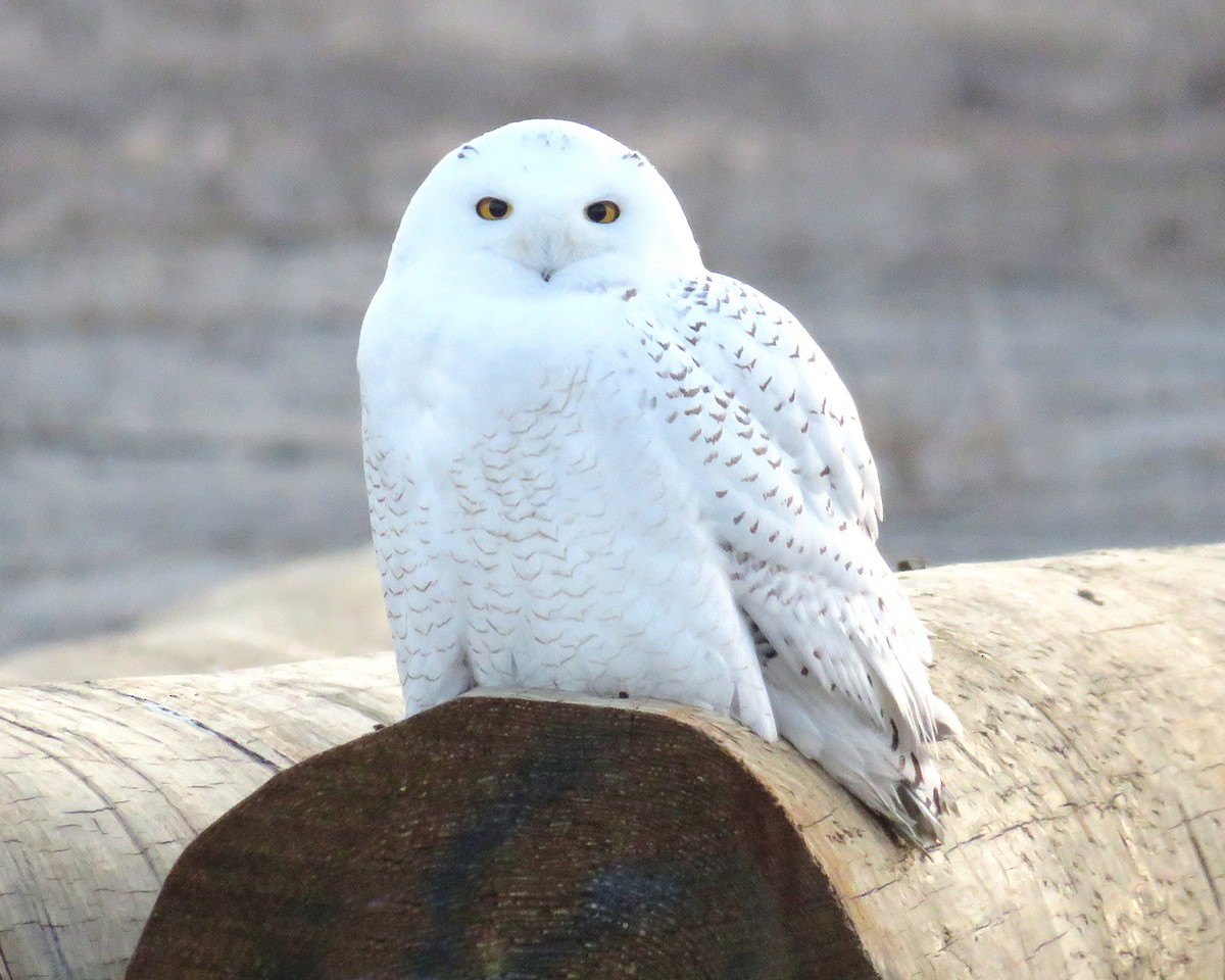 Snowy Owl - ML84321521