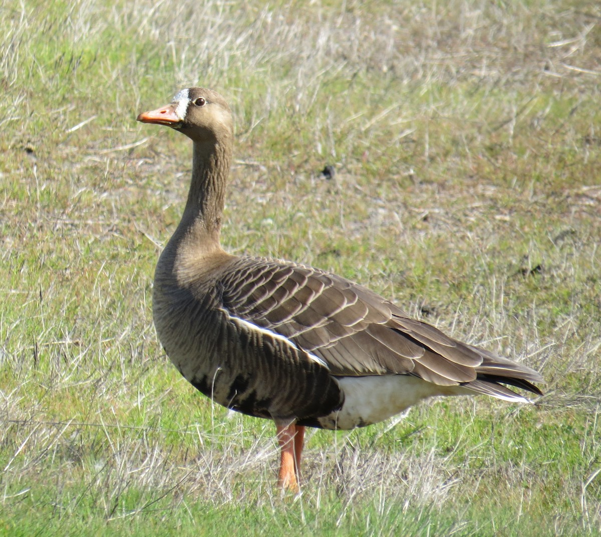 Greater White-fronted Goose - ML84322191