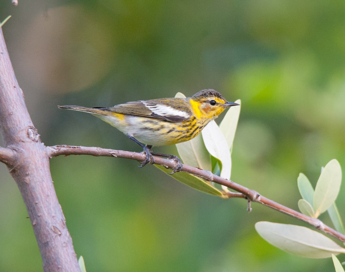Cape May Warbler - ML84323111