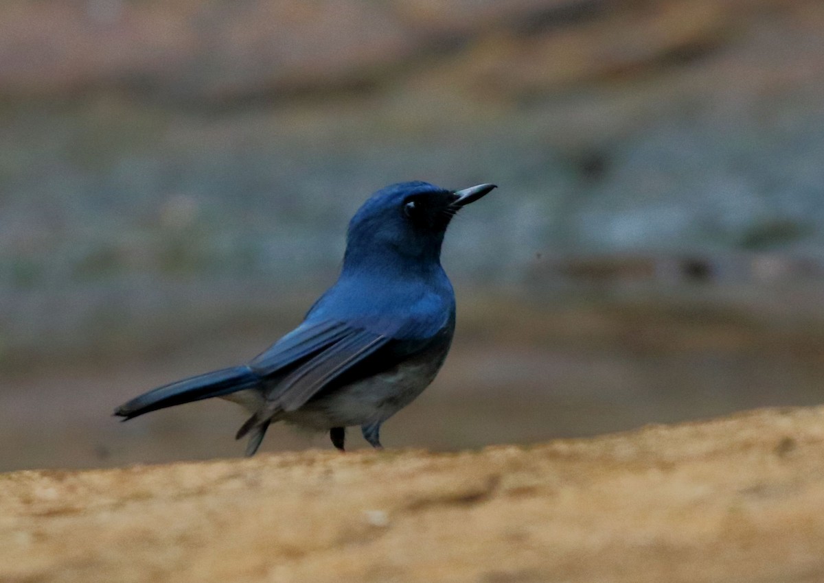 White-bellied Blue Flycatcher - Arnab Pal