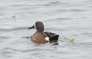 Blue-winged Teal, ML84323581