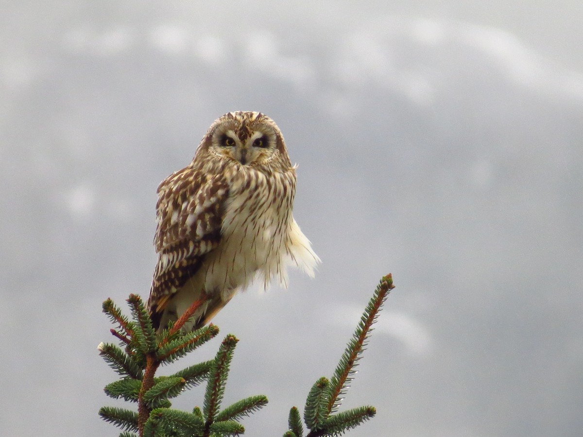 Short-eared Owl - ML84326501