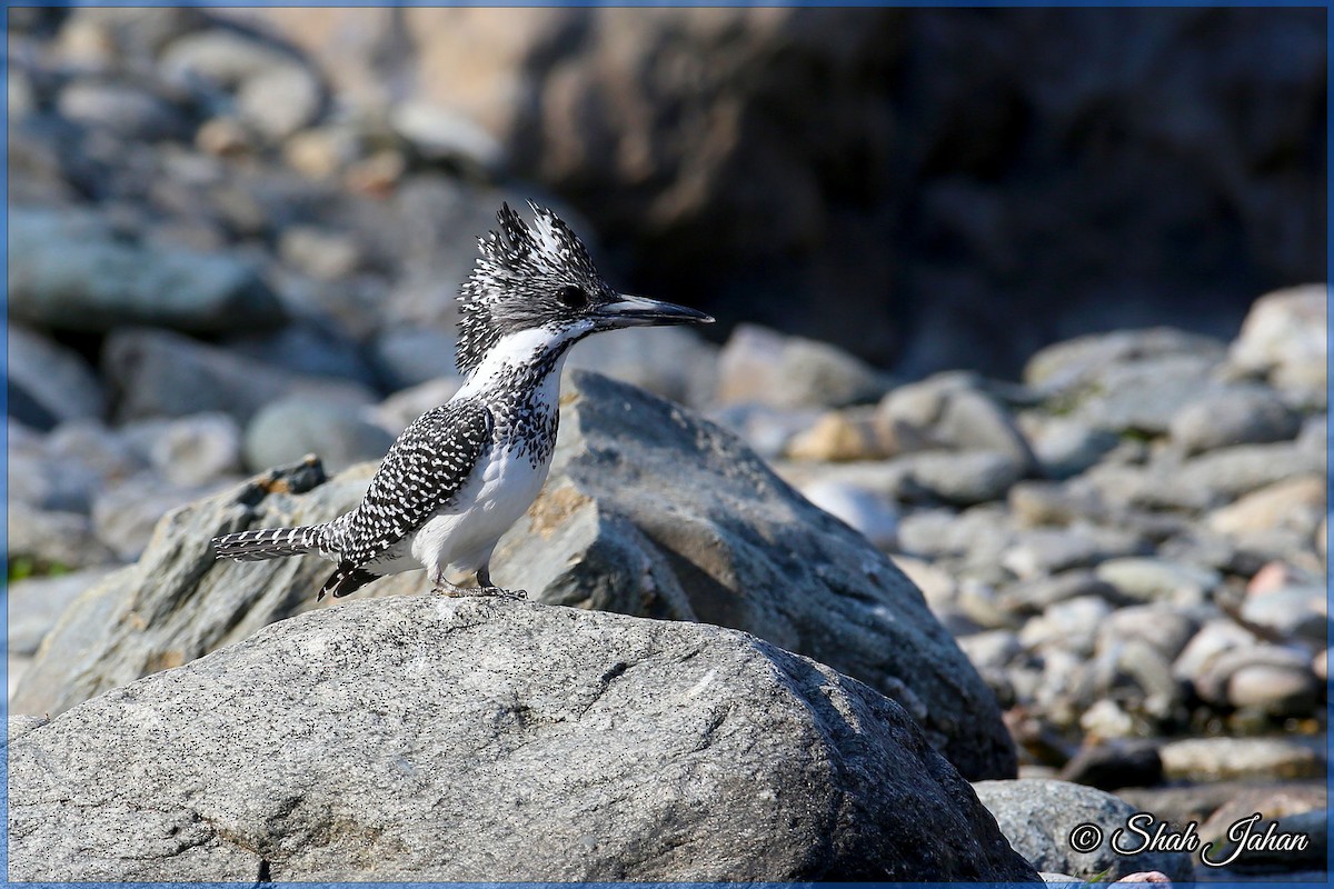 Crested Kingfisher - ML84328951