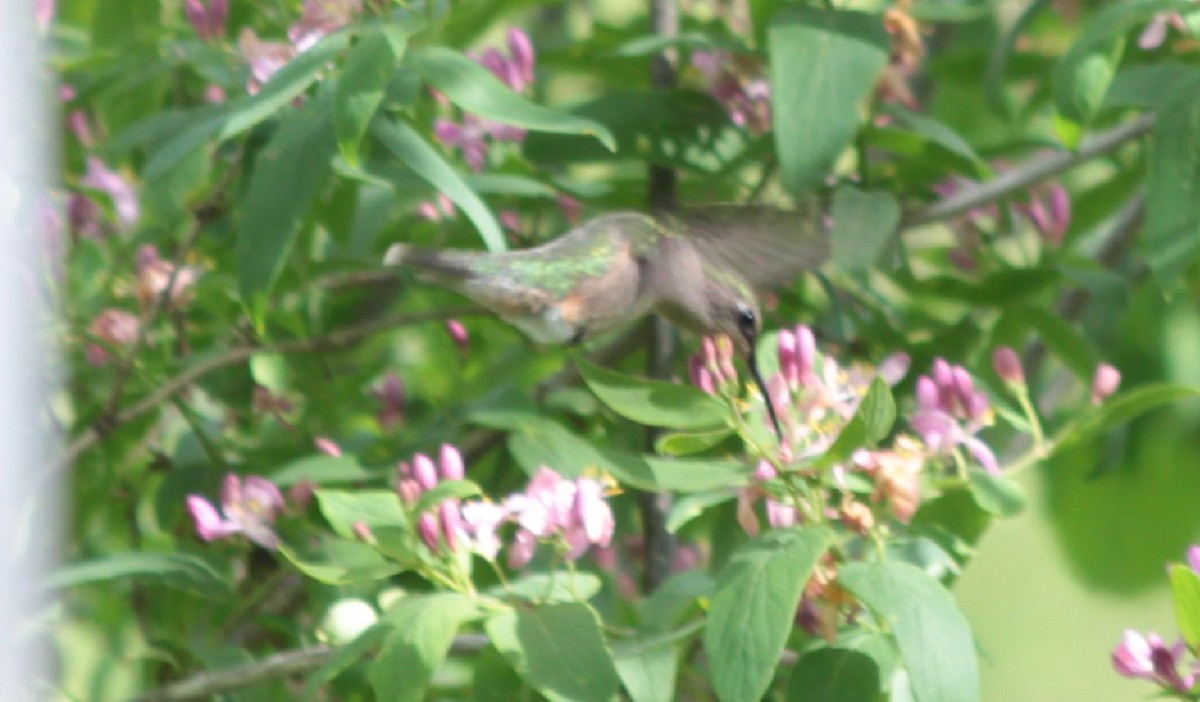 Ruby-throated Hummingbird - 🦅 ꙅɒᴎoɔiʜƆ ʏɔɒɿT 🦃