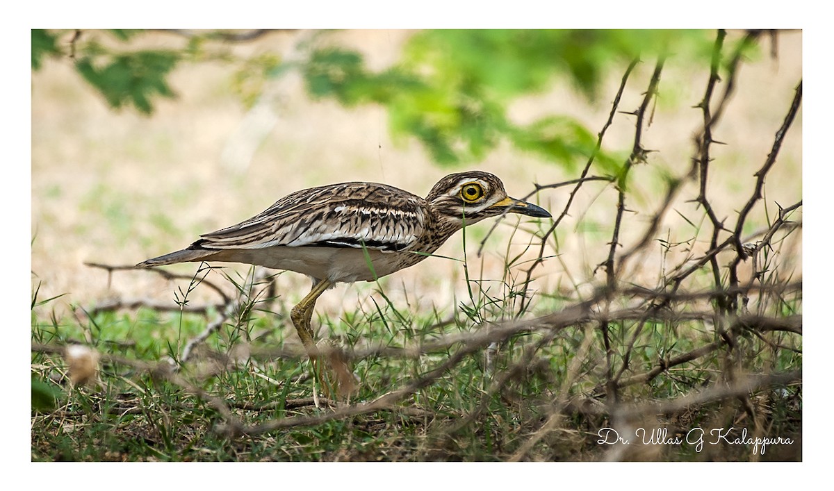 Indian Thick-knee - ML84330671