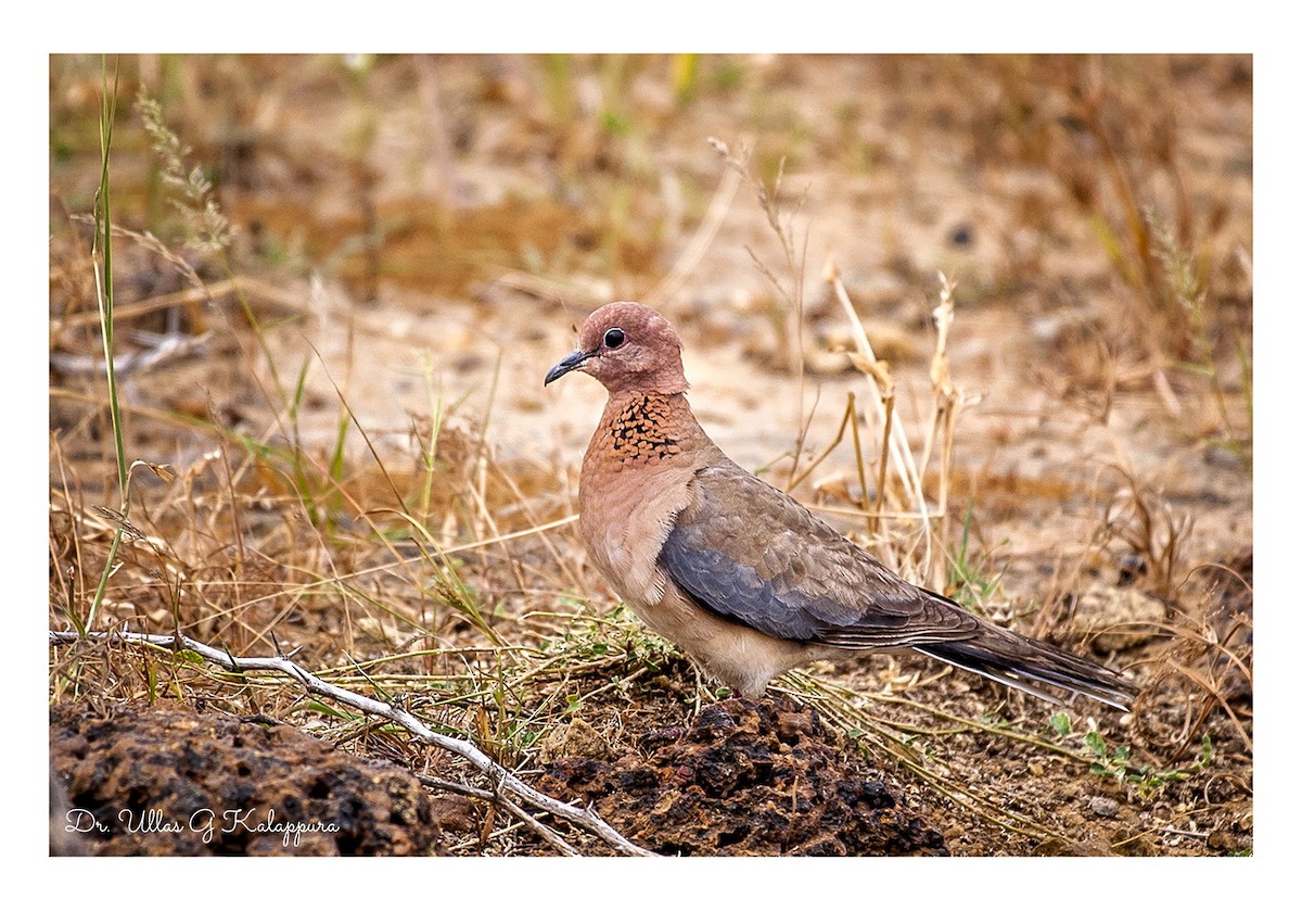 Laughing Dove - ML84330831