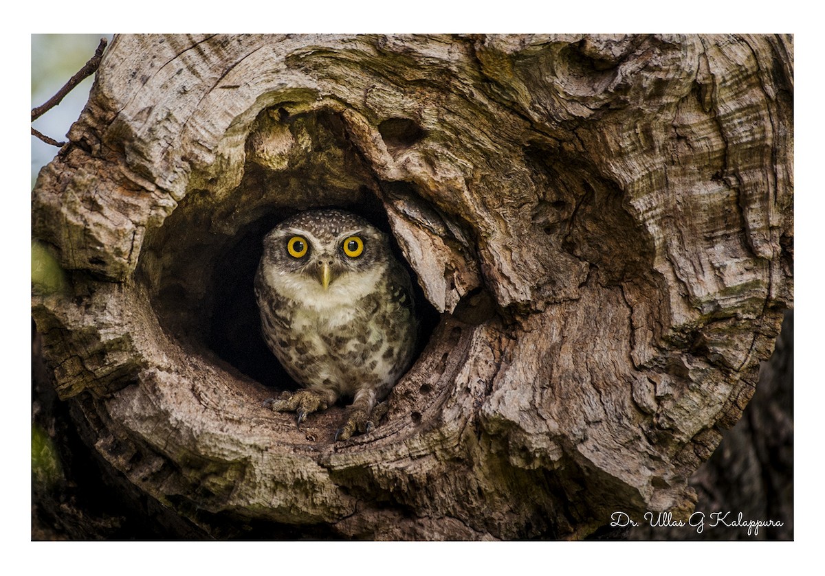 Spotted Owlet - ML84330921