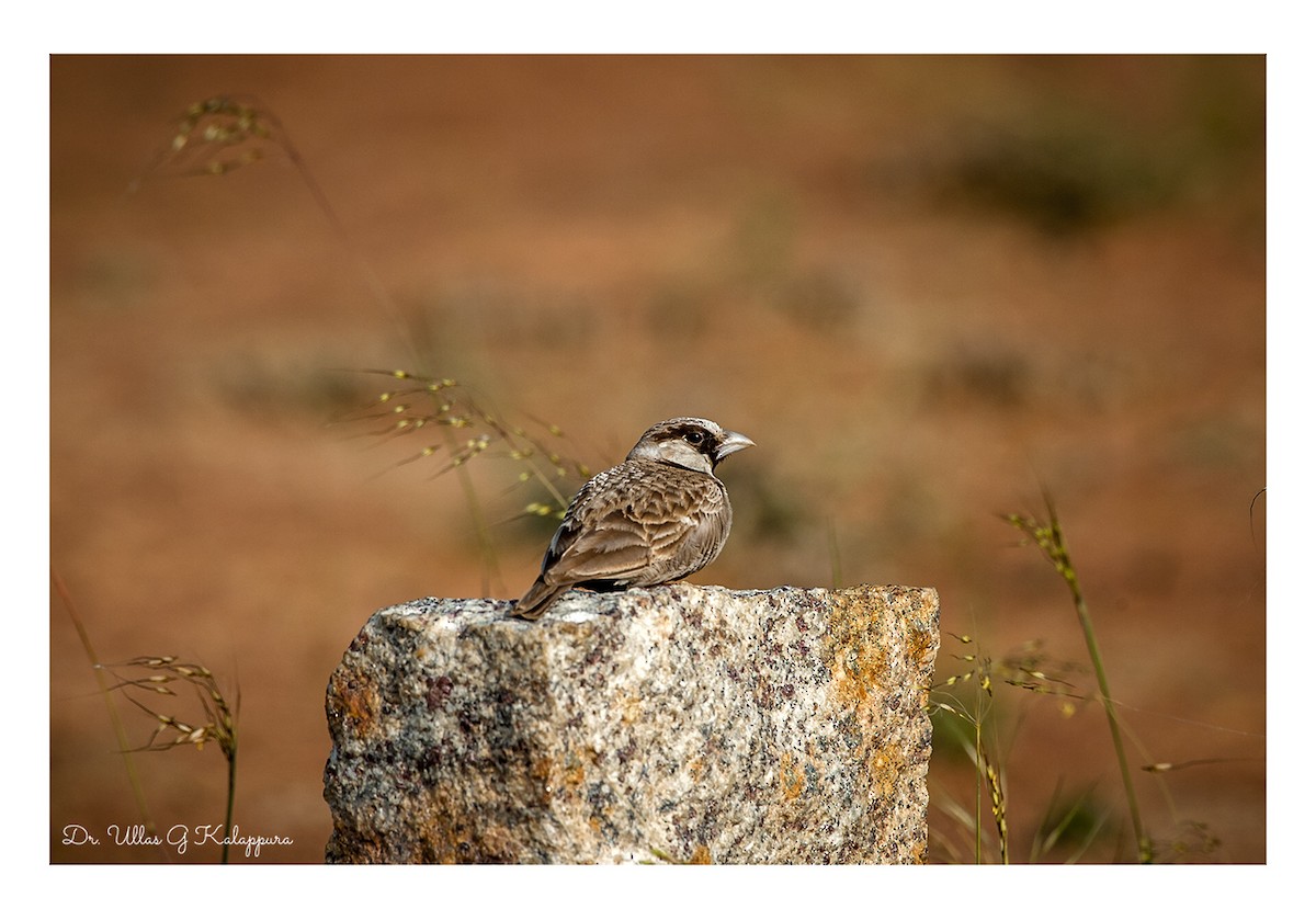 Ashy-crowned Sparrow-Lark - ML84331251