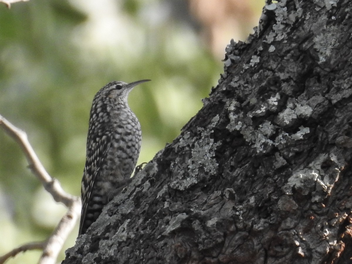 African Spotted Creeper - ML84332051