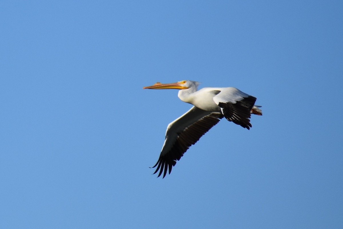 pelikán severoamerický - ML84332281