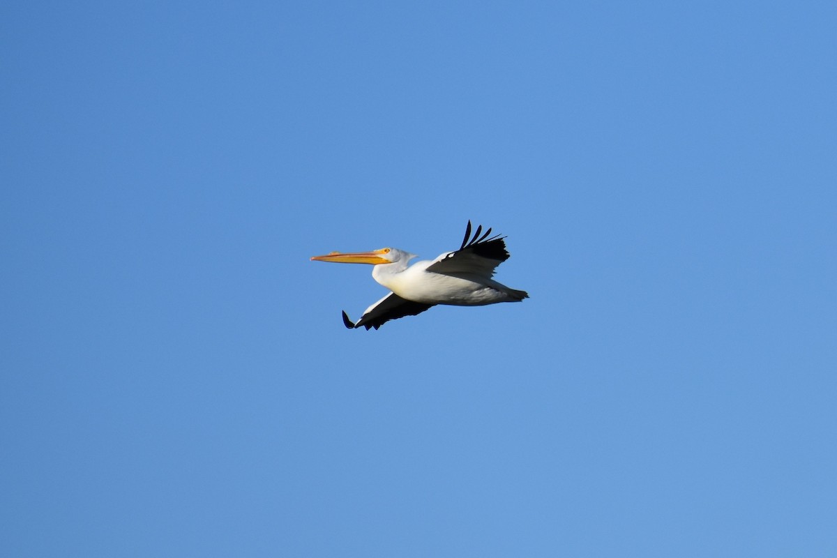 pelikán severoamerický - ML84332301