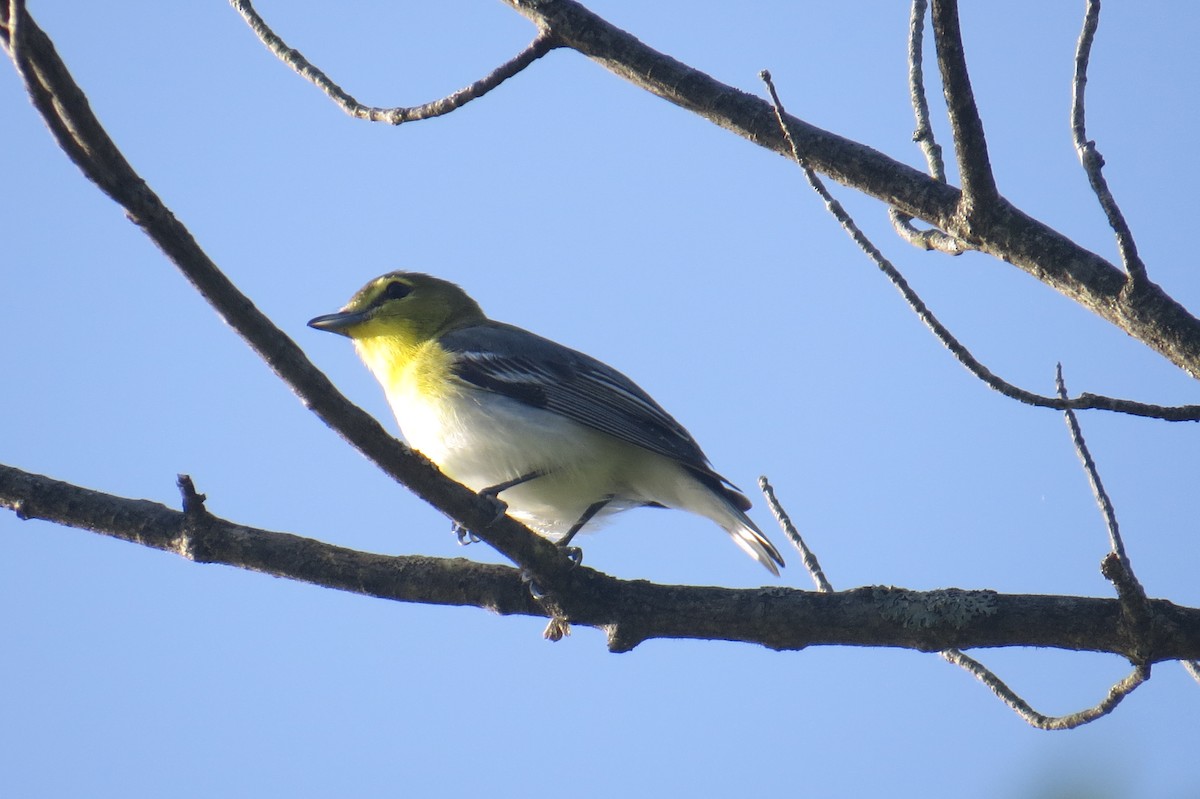 Yellow-throated Vireo - Lindsey Duval