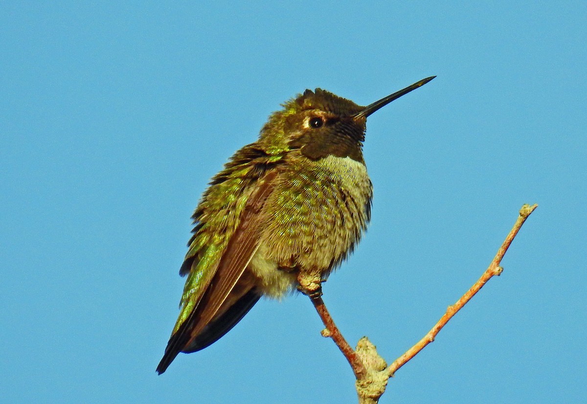 Anna's Hummingbird - Jim Scott