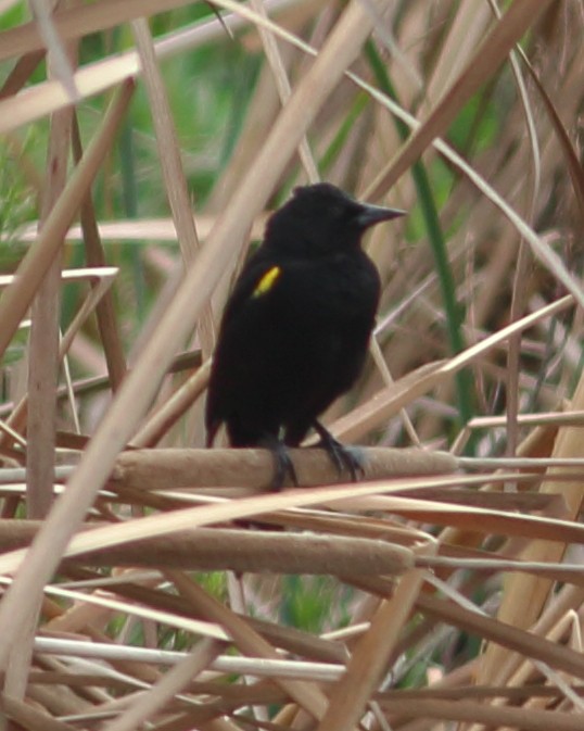 Yellow-winged Blackbird - Anonymous